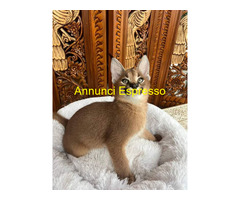 Gattino caracal disponibile