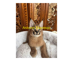 Gattino caracal disponibile