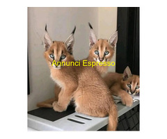 Gattino caracal disponibile