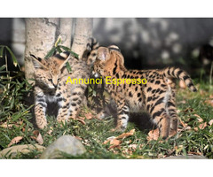 Gattino serval disponibile
