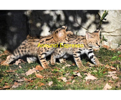 Gattino serval disponibile