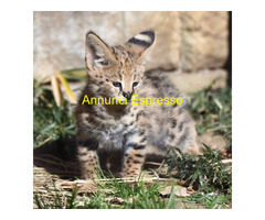 Gattino serval disponibile