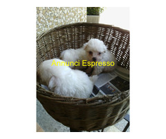 Maltese toy cuccioli