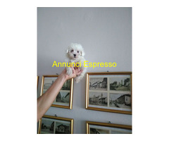 Maltese toy cuccioli