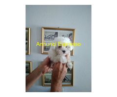Maltese toy cuccioli