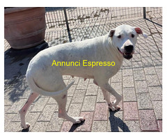 In regalo CANE DOGO ARGENTINO