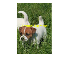 Jack Russell cuccioli