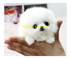 In regalo Volpino Pomerania