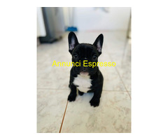 Bouledogue francese cucciolona