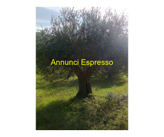 ULIVI ULTRASECOLARI