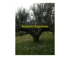 ULIVI ULTRASECOLARI
