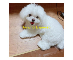 In regalo cuccioli di maltese disponibil