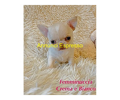 CuccioliChihuahua PedigreeENCI