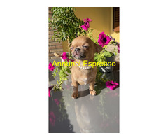CuccioliChihuahua PedigreeENCI