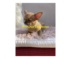 CuccioliChihuahua PedigreeENCI