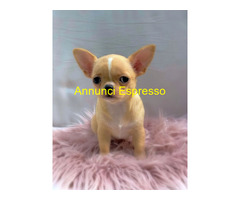 CuccioliChihuahua PedigreeENCI