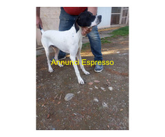 Pointer maschio 7 mesi