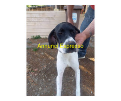 Pointer maschio 7 mesi