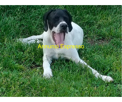 Pointer maschio 7 mesi