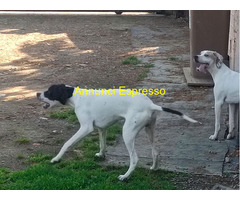 Pointer maschio 7 mesi