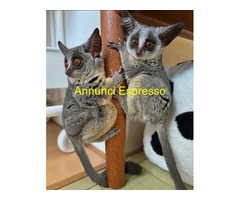 Disponibile un cespuglio di ga