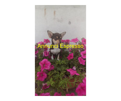 Chihuahua toy femminuccia