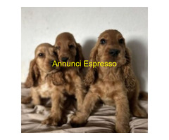 Cocker Spaniel cuccioli