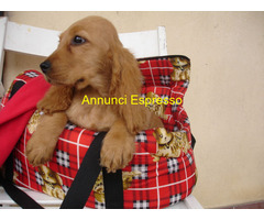 Cocker Spaniel cuccioli