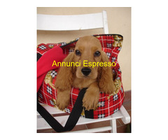 Cocker Spaniel cuccioli