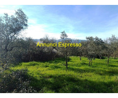 Terreno agricolo in zona Montecalvoli ( PI )