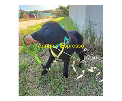 In regalo MORA ASPETTA UNA MAMMA