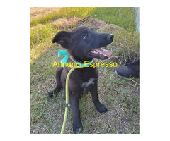 In regalo MORA ASPETTA UNA MAMMA