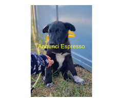 In regalo LUPETTA ASPETTA UNA MAMMA