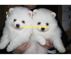 Spitz toy cuccioli