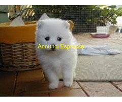 Spitz toy cuccioli