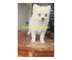 Spitz toy cuccioli