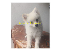 Spitz toy cuccioli