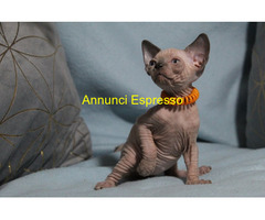 Canadian sphynx