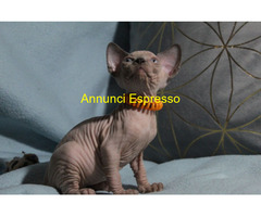 Canadian sphynx