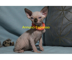 Canadian sphynx