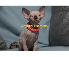 Canadian sphynx