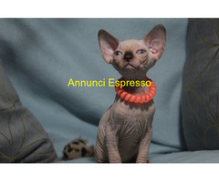 Canadian sphynx