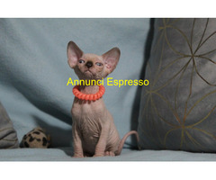 Canadian sphynx