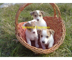 Jack Russell cuccioli