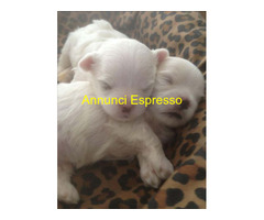 Maltipoo nano cuccioli