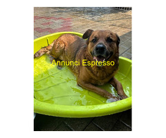 In regalo CANE METICCIO