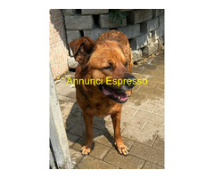 In regalo CANE METICCIO