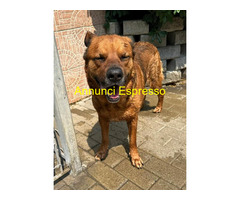 In regalo CANE METICCIO