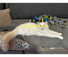 Ragdoll da monta