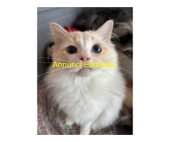 Ragdoll da monta